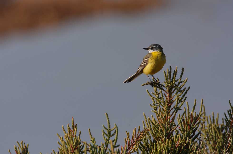 Imagen 3 de la galería de Lavandera boyera - Western Yellow Wagtail